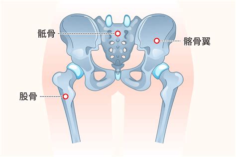 屁股位置|臀部骨骼名称及位置图片